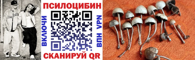 Купить где  Кингисепп  Галлюциногенные грибы Psilocybine cubensis 